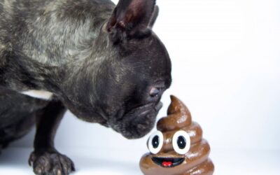 علت و چاره مدفوع خواری در سگ ها………..