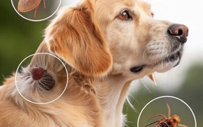 کک و کنه در سگ ها………