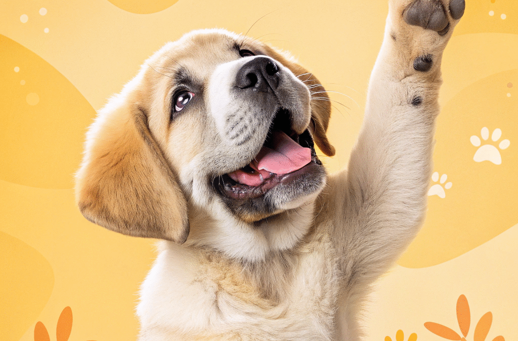 همه چیز راجع به پنجه سگ ها