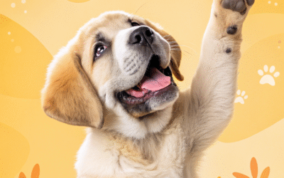 همه چیز راجع به پنجه سگ ها